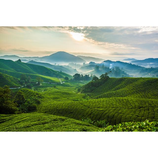 Cameron Highlands Tea Plantation by Blackcatimaging - Wrapped Canvas Photograph Alpen Home Size: 51cm H x 76cm W on Productcaster.