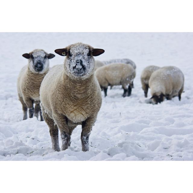 Sheep In A Snowy Field by Guebor - Wrapped Canvas Print Brambly Cottage Size: 30cm H x 46cm W on Productcaster.