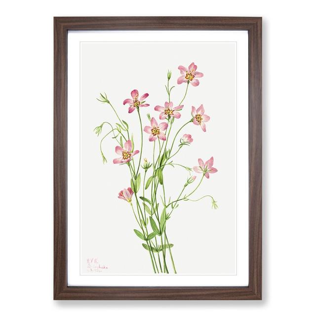 Saltmarsh Rosegentian by Mary Vaux Walcott - Picture Frame Painting East Urban Home Size: 36cm H x 27cm W x 2cm D, Frame Option: Walnut Framed on Productcaster.