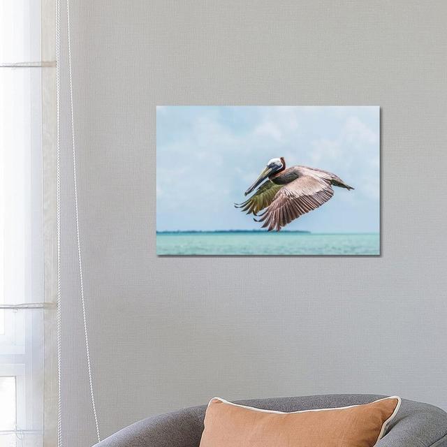 Belize, Ambergris Caye. Adult Brown Pelican Flies Over The Caribbean Sea House of Hampton Size: 45.72cm H x 66.04cm W x 3.81cm D on Productcaster.