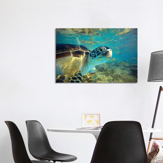 Green Sea Turtle, Balicasag Island, Philippines I by Tim Fitzharris - Wrapped Canvas Print 17 Stories Size: 66.04cm H x 101.6cm W x 1.905cm D on Productcaster.