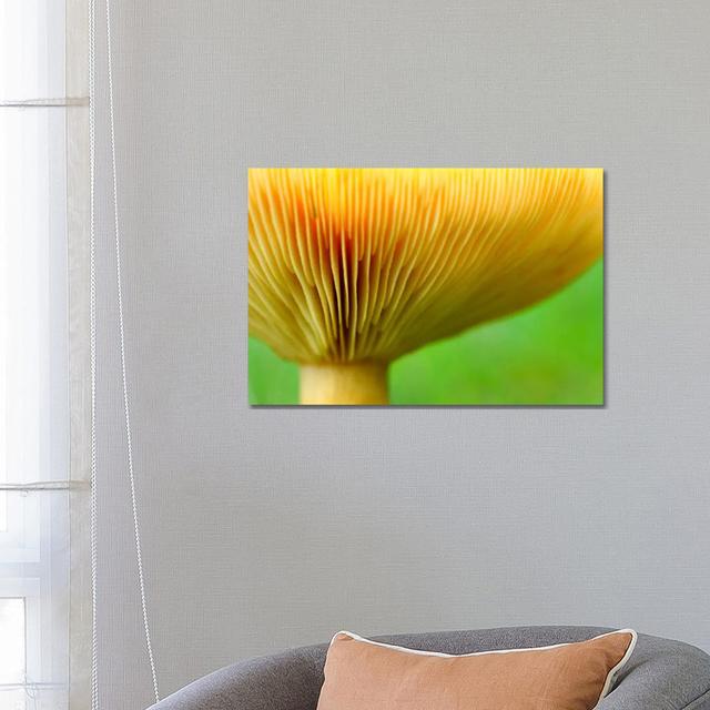 Fenugreek Milk Cap Bottom Of Fenugreek Milkcap Cap, Haute-Savoie, France by Andre Gilden - Wrapped Canvas Print Metro Lane Size: 45.72cm H x 66.04cm W on Productcaster.