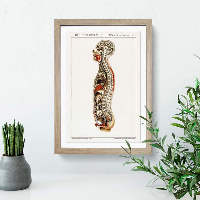 Anatomy of the Human Body - Picture Frame Painting Print on MDF East Urban Home Frame Option: Oak Framed, Size: 65cm H x 48cm W x 2cm D on Productcaster.