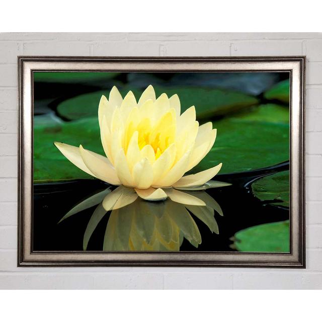 Yellow Water Lily Reflection - Single Picture Frame Art Prints Ophelia & Co. Size: 42cm H x 59.7cm W x 1.5cm D on Productcaster.