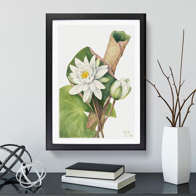 American Waterlily by Mary Vaux Walcott - Picture Frame Graphic Art East Urban Home Frame Option: Black Framed, Size: 65cm H x 48cm W x 2cm D on Productcaster.