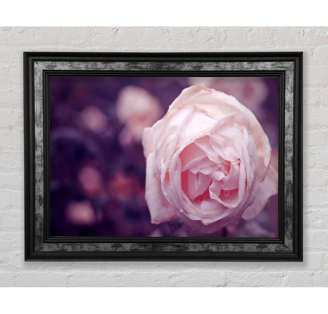 Delicate Pink Dew Rose - Single Picture Frame Art Prints Bright Star Size: 29.7cm H x 42cm W x 8cm D on Productcaster.