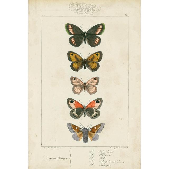 Pauquet Butterflies VI by Pauquet - Wrapped Canvas Graphic Art August Grove Size: 46cm H x 30cm W x 3.8cm D on Productcaster.