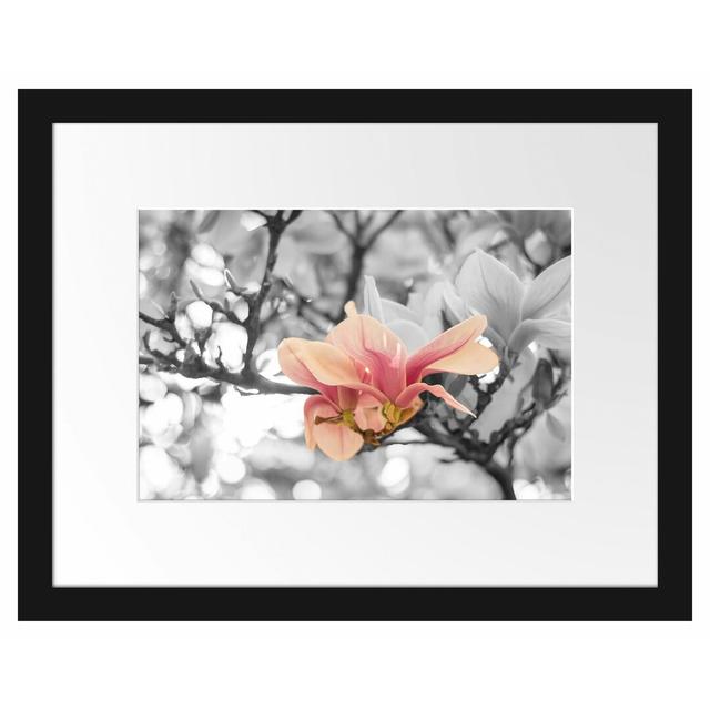 Gerahmtes Poster Rosa Magnolienblüten im Frühling East Urban Home Größe: 30 cm H x 38 cm B on Productcaster.