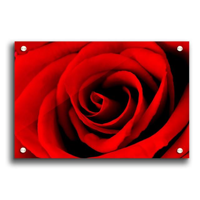 Red Rose Beauty Flowers - Unframed Photograph Print on Acrylic East Urban Home Size: 21cm H x 29.7cm W on Productcaster.