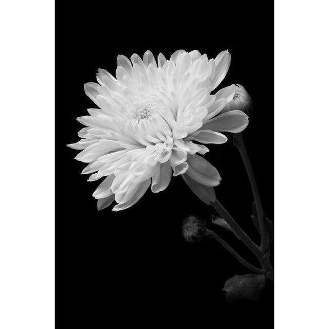 Micadeau Black And White Chrysanthemum by Butsaya - Print Latitude Run Size: 122cm H x 81cm W x 3.8cm D on Productcaster.