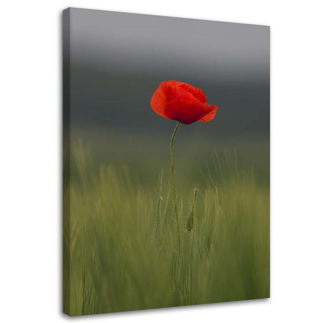 Leinwandbild Poppy Field Nature Ebern Designs Größe: 60 cm H x 40 cm B on Productcaster.