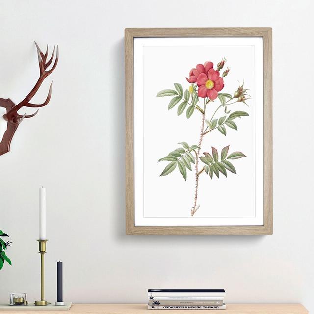 Red-Leaved Rose by Pierre-Joseph Redoute - Picture Frame Painting Print East Urban Home Frame Option: Oak Framed, Size: 36cm H x 27cm W x 2cm D on Productcaster.