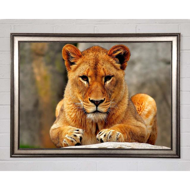 Lioness Watch - Print Brayden Studio Size: 21cm H x 29.7cm W x 1.5cm D on Productcaster.