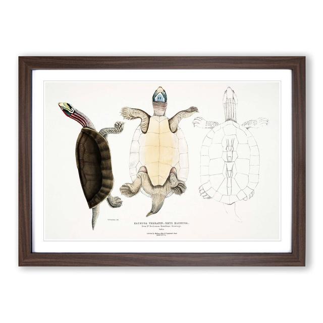 Kachuga Terrapin Illustrations by John Edward Gray - Picture Frame Graphic Art Print East Urban Home Frame Option: Walnut Framed, Size: 36cm H x 48cm on Productcaster.