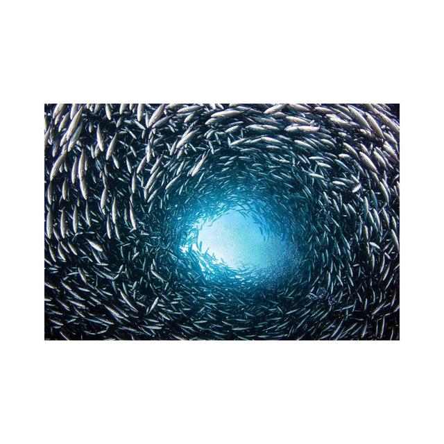 A School of Black Striped Salema Fish - Wrapped Canvas Photograph House of Hampton Size: 30.48cm H x 45.72cm W x 1.91cm D on Productcaster.