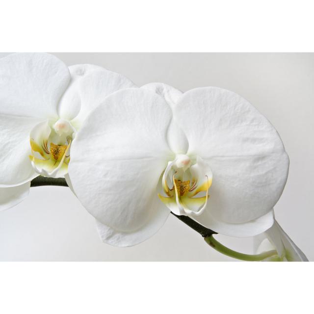 Pipkin Two Orchids Close-up by YinYang - Unframed Photograph on Canvas Latitude Run Size: 51cm H x 76cm W x 3.8cm D on Productcaster.