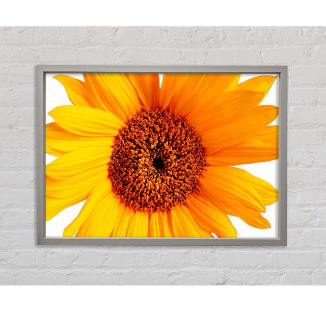 Sunflower Petals - Single Picture Frame Art Prints on Canvas August Grove Size: 84.1cm H x 118.9cm W on Productcaster.