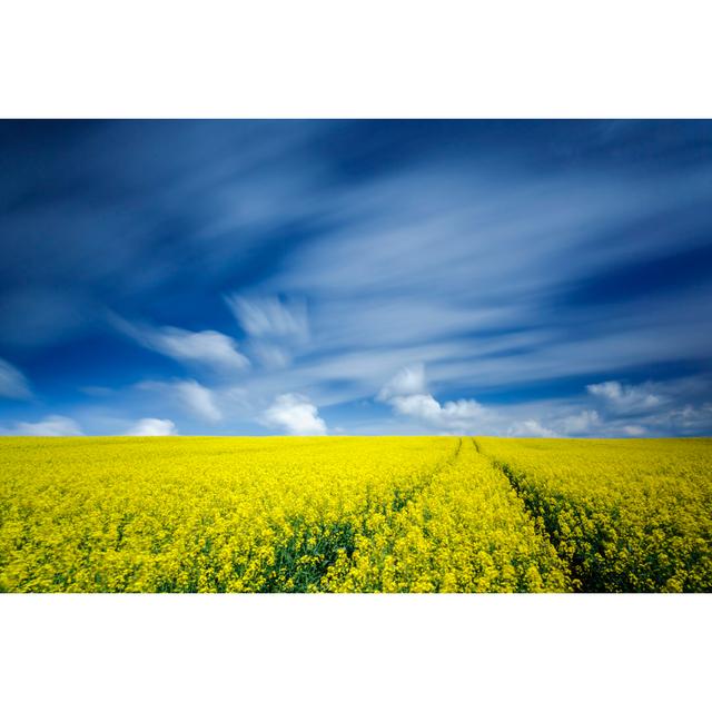 Oilseed Rape Field by MLiberra - Wrapped Canvas Print Brambly Cottage Size: 20cm H x 30cm W on Productcaster.