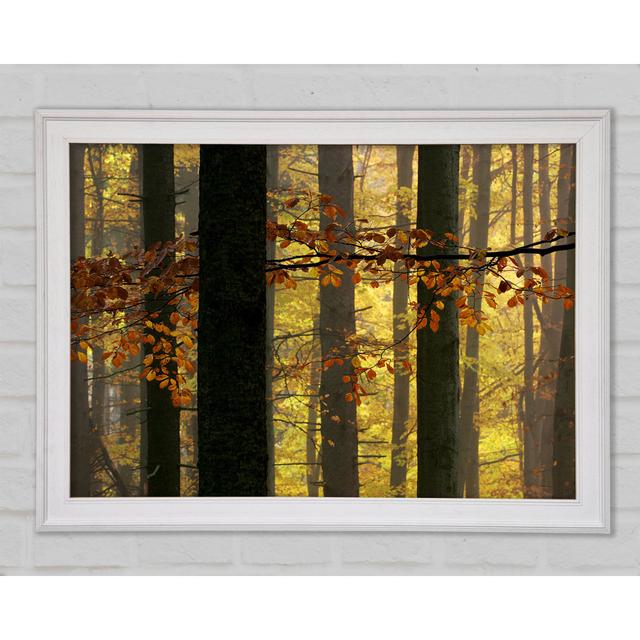 Golden Light Through The Trees - Single Picture Frame Art Prints Union Rustic Size: 21cm H x 29.7cm W x 1.5cm D on Productcaster.