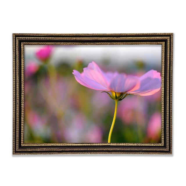 Another Side Of A Poppy Framed Print Ebern Designs Size: 29.7cm H x 42cm W x 3cm D on Productcaster.