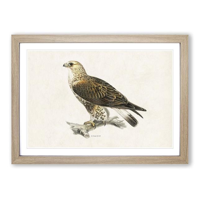 Rough-Legged Hawk by Von Wright - Picture Frame Graphic Art Print East Urban Home Size: 35cm H x 50cm W x 2cm D, Frame Option: Oak on Productcaster.