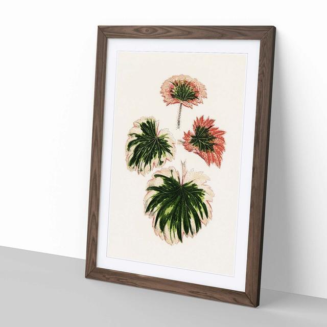 Saxifrage Leaves by Benjamin Fawcett - Picture Frame Painting Print East Urban Home Size: 76cm H x 50cm W x 2cm D, Frame Option: Walnut on Productcaster.