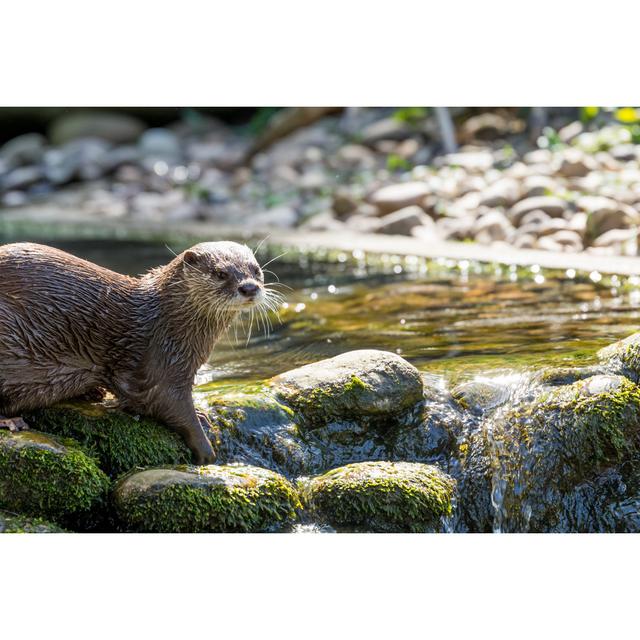 Brown Otter by Ben1183 - Wrapped Canvas Photograph Alpen Home Size: 30cm H x 46cm W on Productcaster.