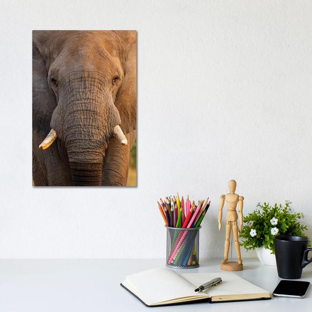 Elephant Close up by Mogens Trolle - Wrapped Canvas Photograph Latitude Run Size: 30.48cm H x 20.32cm W x 1.91cm D on Productcaster.