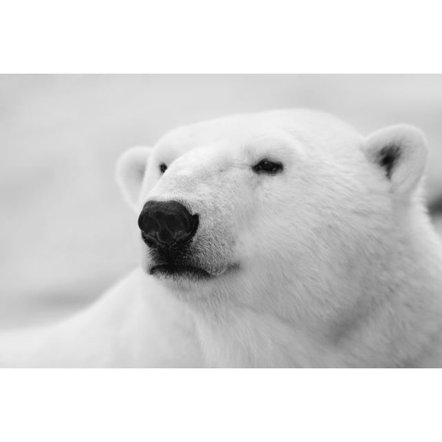 Polar Bear, Portrait by TatianaMironenko - Wrapped Canvas Print Ebern Designs Size: 20cm H x 30cm W on Productcaster.