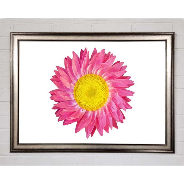 Pink Daisy Twist - Single Picture Frame Art Prints August Grove Size: 84.1cm H x 118.9cm W x 1.5cm D on Productcaster.