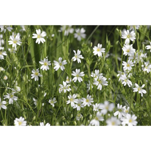 Field Mouse-Ear Chickweed Cerastium Arvense Green And White by Whiteway - No Frame Print on Canvas 17 Stories Size: 51cm H x 76cm W on Productcaster.