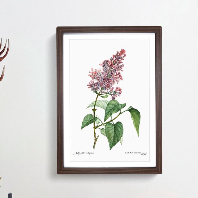 Pink Lilac Flowers by Pierre-Joseph Redoute - Picture Frame Graphic Art Print East Urban Home Size: 36cm H x 27cm W x 2cm D, Frame Option: Walnut Fram on Productcaster.