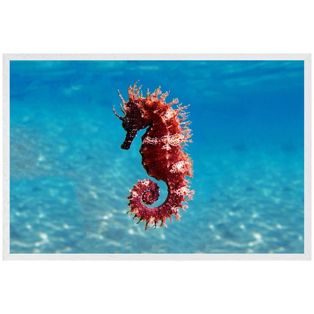 Abdulazim Mediterranean Seahorse - Single Picture Frame Art Prints House of Hampton Size: 41cm H x 61cm W x 4cm D, Frame Option: White Framed on Productcaster.