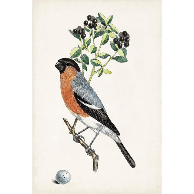 Antique Bird, Botanical And Egg IV - Wrapped Canvas Art Prints Rosalind Wheeler Size: 122cm H x 81cm W x 3.8cm D on Productcaster.