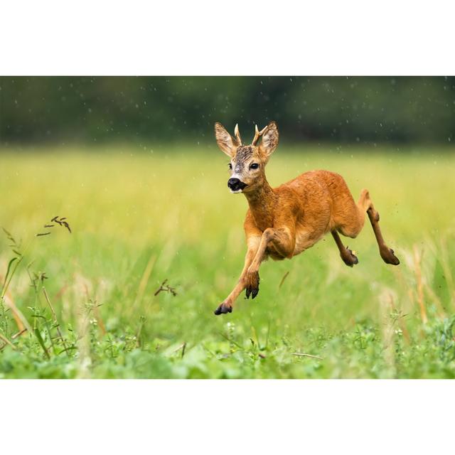 Young Roe Deer Buck 17 Stories Size: 51cm H x 76cm W on Productcaster.