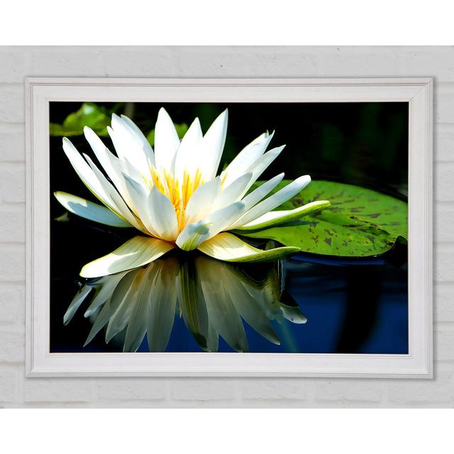 White Water Lily Reflection Framed Print Bright Star Size: 42cm H x 59.7cm W x 1.5cm D on Productcaster.