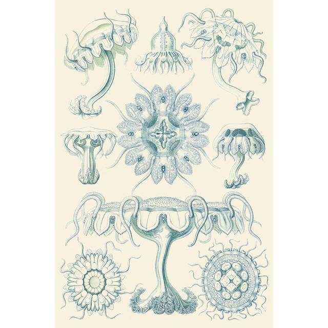 Sophisticated Sealife III by Ernst Haeckel - Wrapped Canvas Painting August Grove Size: 122cm H x 81cm W x 3.8cm D on Productcaster.