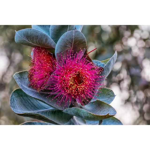 Eucalyptus Macrocarpa - Wrapped Canvas Photograph 17 Stories Size: 61cm H x 91cm W on Productcaster.