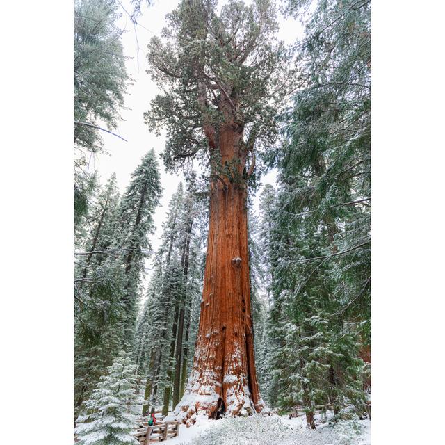 Sequoia National Park by HadelProductions - Wrapped Canvas Art Prints Alpen Home Size: 75cm H x 50cm W on Productcaster.