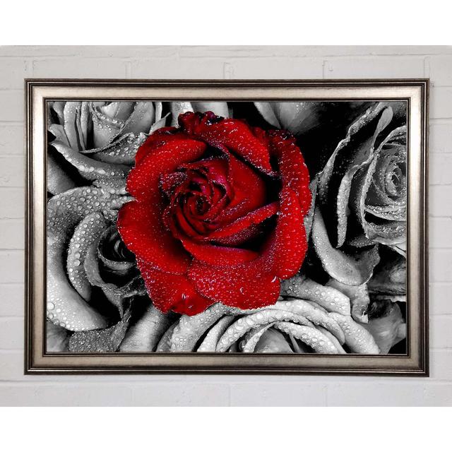 Red Rose On A Sea Of B N W - Single Picture Frame Art Prints Canora Grey Size: 21cm H x 29.7cm W x 1.5cm D on Productcaster.