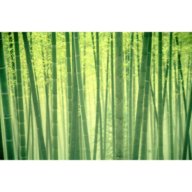 Andreanna Bamboo Forest - Wrapped Canvas Photograph Alpen Home Size: 20cm H x 30cm W x 3.8cm D on Productcaster.