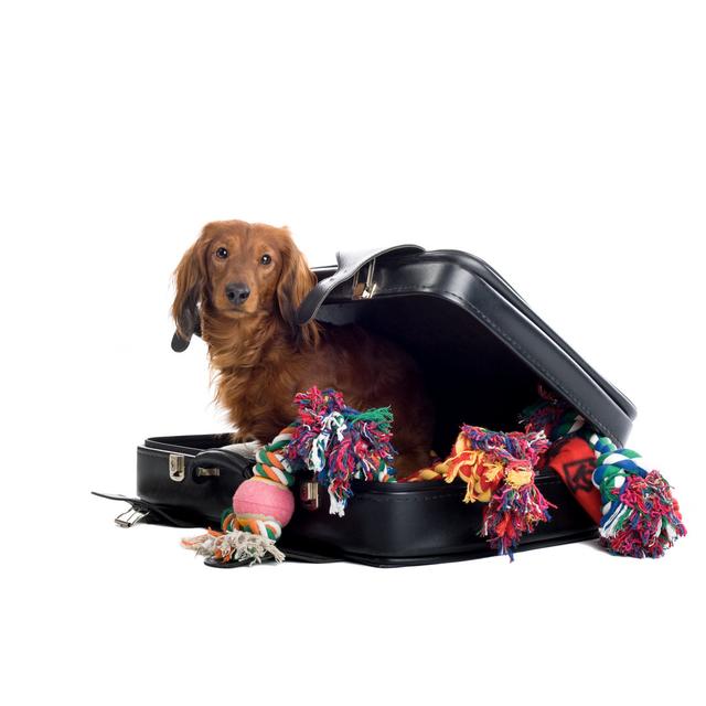 Dachshund In A Suitcase Filled With Dog Toys Ebern Designs Size: 30cm H x 46cm W x 3.8cm D on Productcaster.