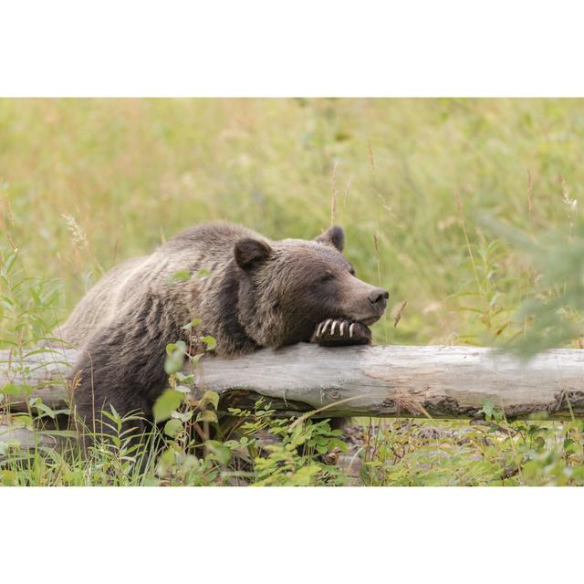 Hermantown Grizzly Bear by Bgsmith - Wrapped Canvas Print Alpen Home Size: 51cm H x 76cm W x 3.8cm D on Productcaster.