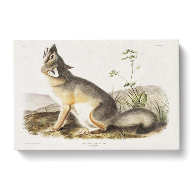 Swift Fox by J.W. Audubon - Wrapped Canvas Graphic Art Print East Urban Home Size: 40cm H x 60cm W x 3cm D on Productcaster.