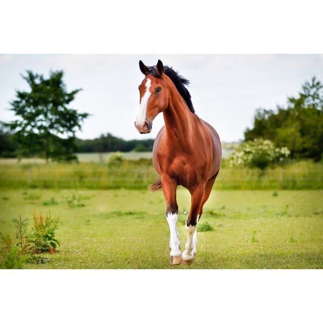 Brown Pedigree Horse by Bigandt - Wrapped Canvas Print August Grove Size: 20.32cm H x 30.48cm W on Productcaster.