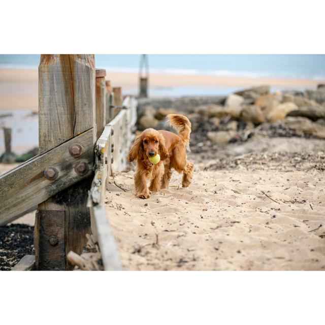 A Majestic Spaniel by SolStock - No Frame Art Prints on Canvas 17 Stories Size: 30cm H x 46cm W on Productcaster.