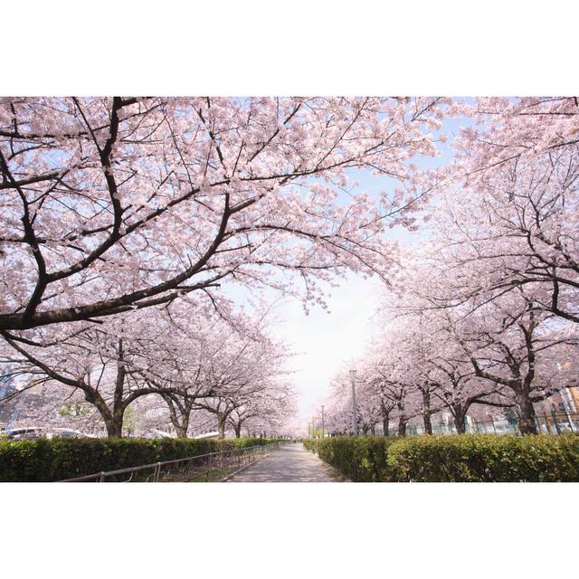 A Row of Cherry Blossoms - Wrapped Canvas Photograph Ebern Designs Size: 81cm H x 122cm W x 3.8cm D on Productcaster.