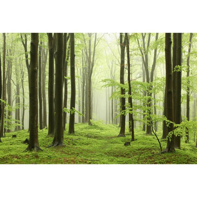 Spring Beech Forest - Wrapped Canvas Photograph Union Rustic Size: 20cm H x 30cm W on Productcaster.