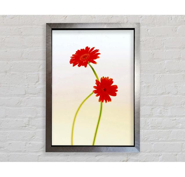 Twin Red Daisies Framed Print Ophelia & Co. Size: 59.1cm H x 84.1cm W x 3.4cm D, Format: Silver Framed Paper on Productcaster.