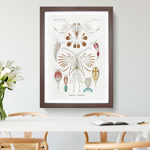 Copepod Crustaceans by Ernst Haeckel - Picture Frame Painting East Urban Home Frame Option: Walnut Framed, Size: 36cm H x 27cm W x 2cm D on Productcaster.